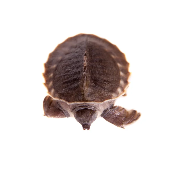 Beyaz üstüne domuz burunlu kaplumbağa — Stok fotoğraf