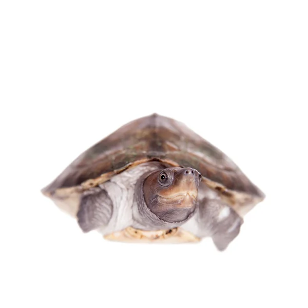 Painted river terrapin on white background. — Stock Photo, Image