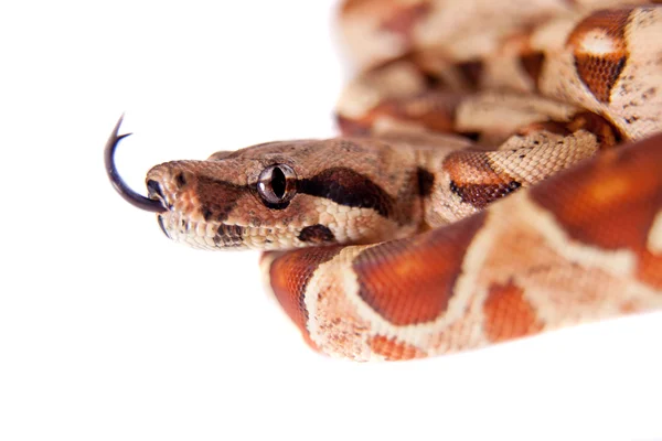 The common boa on white background — Stock Photo, Image