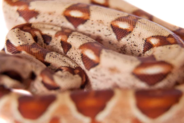 Il boa comune su sfondo bianco — Foto Stock