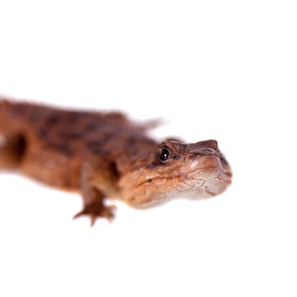 Transvaal Girdled Lagarto sobre fondo blanco . — Foto de Stock