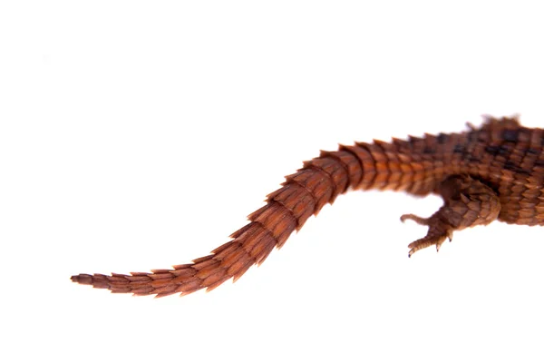 Transvaal Girdled Lizard on white background. — Stock Photo, Image