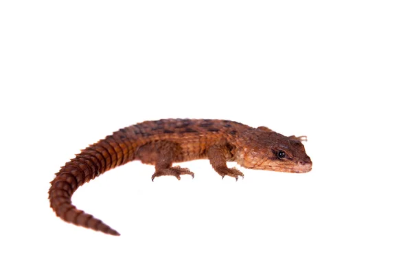 Transvaal Girdled Lagarto sobre fondo blanco . — Foto de Stock