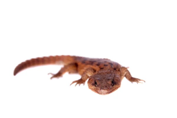 Lagarto cintado Transvaal no fundo branco . — Fotografia de Stock