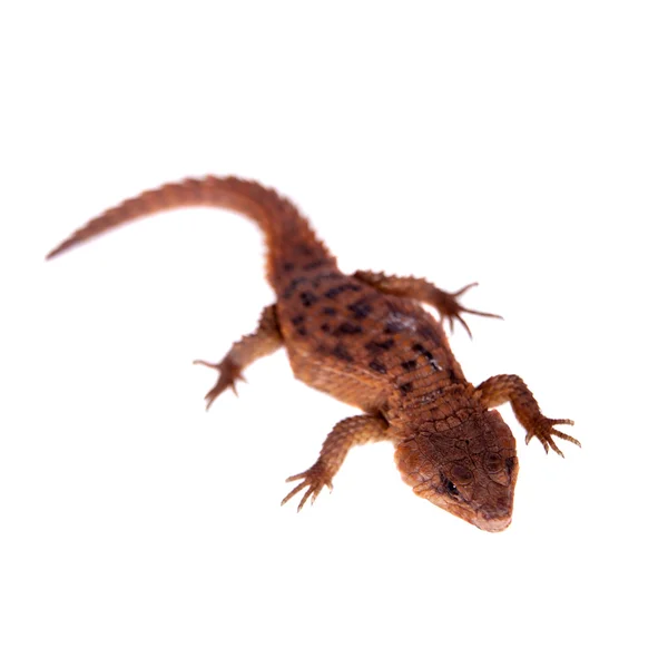 Transvaal Girdled Lagarto sobre fondo blanco . — Foto de Stock