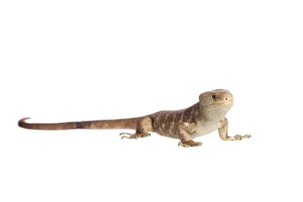 As Ilhas Salomão skink em branco — Fotografia de Stock