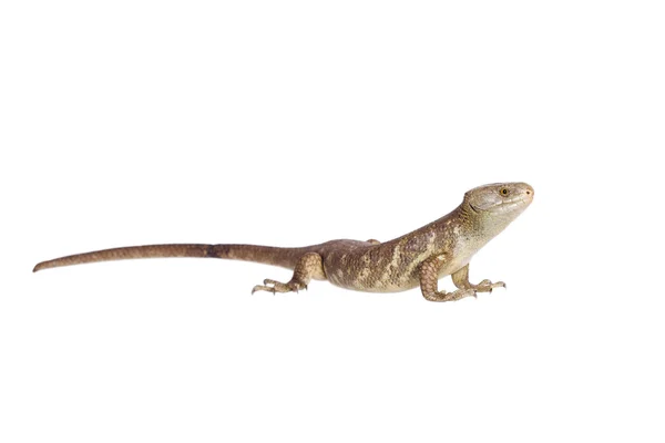 The Solomon Islands skink on white — Stock Photo, Image