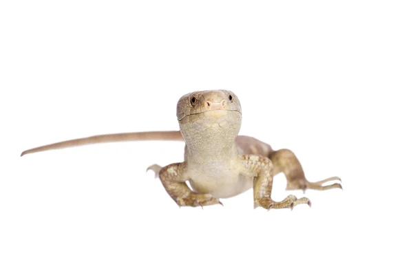 The Solomon Islands skink on white — Stock Photo, Image