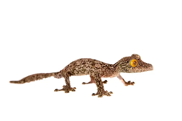 Cola de hoja Gecko, uroplatus sameiti sobre blanco — Foto de Stock