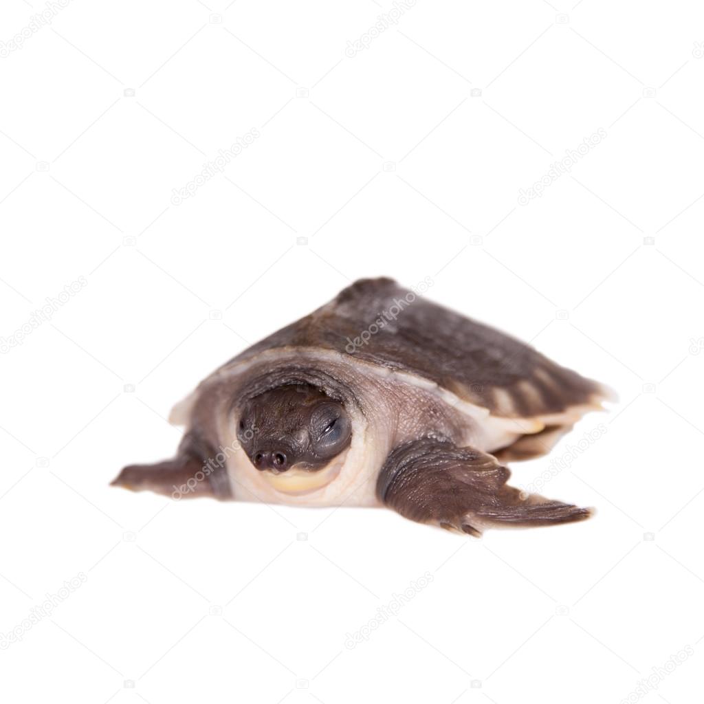 The pig-nosed turtle on white