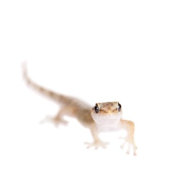 Beyaz mermer yaprak parmaklı gecko