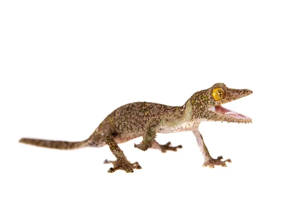 Blad-tailed Gecko, uroplatus sameiti op wit — Stockfoto