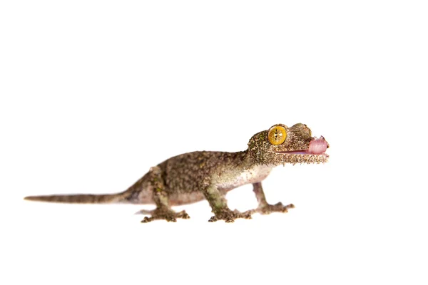 Leaf-tailed Gecko, uroplatus sameiti på vit — Stockfoto