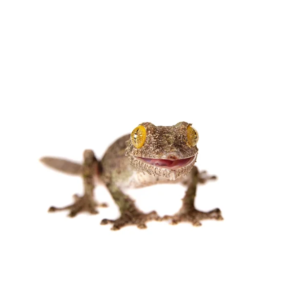 Cola de hoja Gecko, uroplatus sameiti sobre blanco —  Fotos de Stock