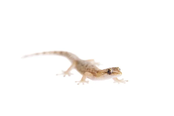 Le gecko aux orteils marbrés sur fond blanc — Photo