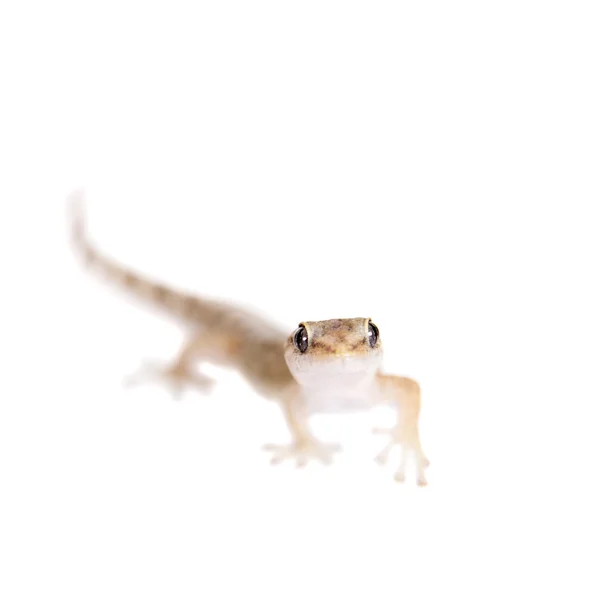 Le gecko aux orteils marbrés sur fond blanc — Photo