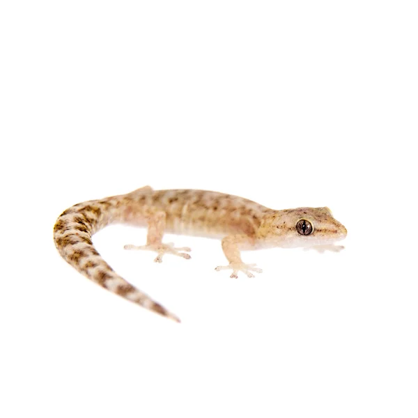 Le gecko aux orteils marbrés sur fond blanc — Photo