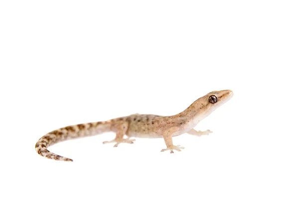 Mramorované listy poslouchal gecko na bílém pozadí — Stock fotografie