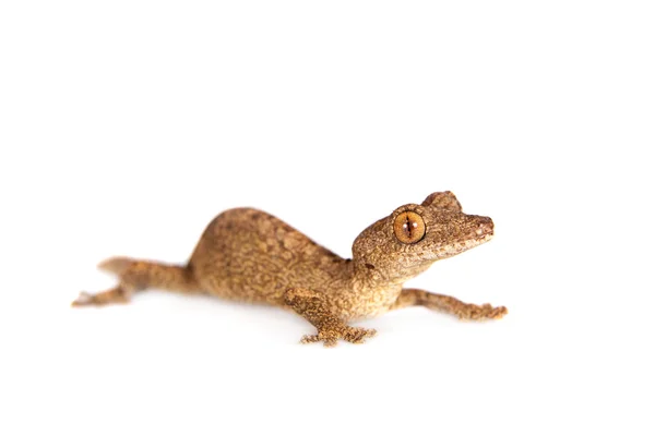 Cola de hoja Gecko, uroplatus sameiti sobre blanco — Foto de Stock