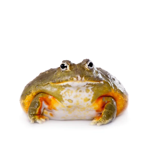 Il bullfrog africano su bianco — Foto Stock