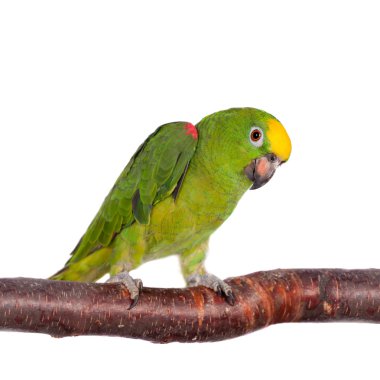 Sarı taç Amazon üzerinde beyaz izole