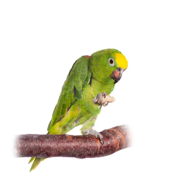 Yellow-crowned amazon isolated on white — Stock Photo, Image