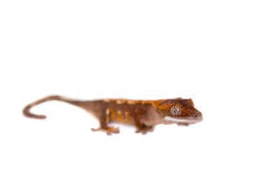  Yeni Kaledonya tepeli gecko beyaz