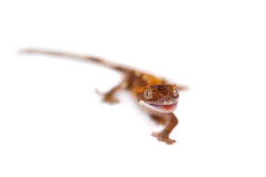  Yeni Kaledonya tepeli gecko beyaz