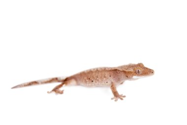  Yeni Kaledonya tepeli gecko beyaz