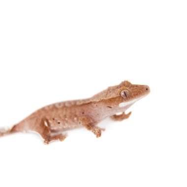  Yeni Kaledonya tepeli gecko beyaz