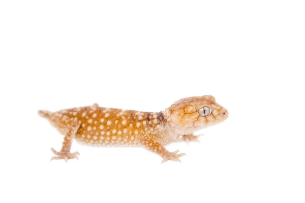 Ruwe Knob-tailed Gecko geïsoleerd op wit — Stockfoto