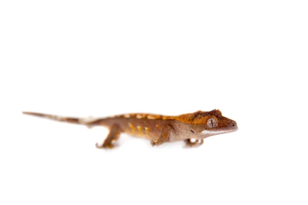 Nieuwe Caledonian crested gecko op wit — Stockfoto