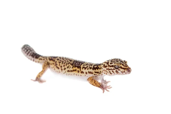 Det iranska fettet tailed gecko isolerad på vit — Stockfoto