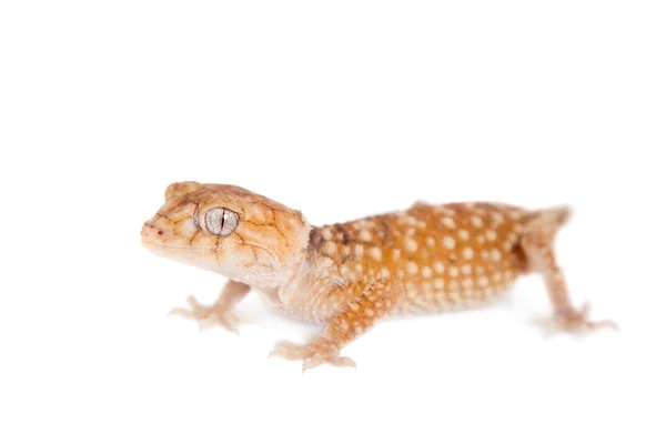 Pomo áspero cola Gecko aislado en blanco — Foto de Stock