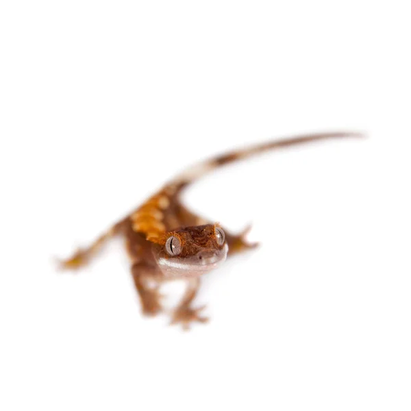 Yeni Kaledonya tepeli gecko beyaz — Stok fotoğraf