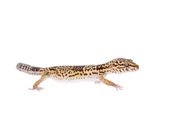 Ιρανική fat tailed gecko που απομονώνονται σε λευκό — Φωτογραφία Αρχείου