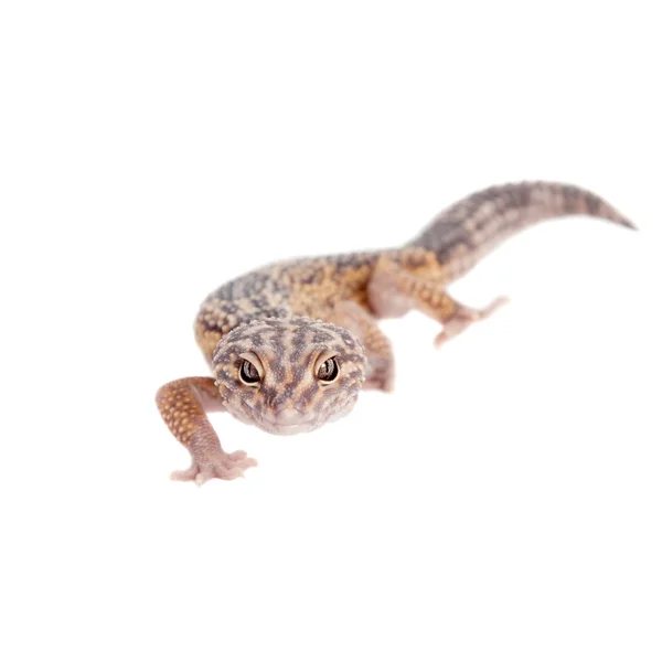The Iranian fat tailed gecko isolated on white — Stock Photo, Image