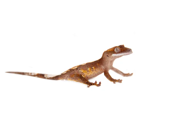 Nieuwe Caledonian crested gecko op wit — Stockfoto