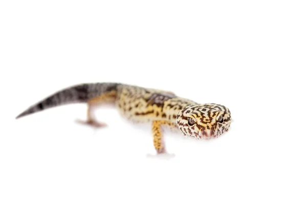 De Iraanse vet tailed gecko geïsoleerd op wit — Stockfoto