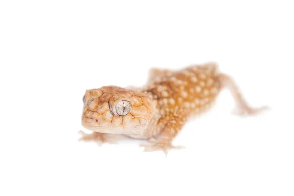 Ruwe Knob-tailed Gecko geïsoleerd op wit — Stockfoto