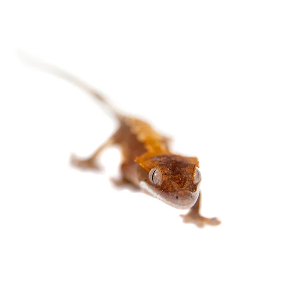 Yeni Kaledonya tepeli gecko beyaz — Stok fotoğraf