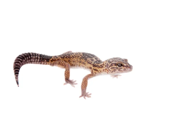 The Iranian fat tailed gecko isolated on white — Stock Photo, Image