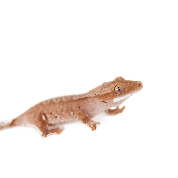 Nowe Caledonian crested gecko na białym — Zdjęcie stockowe