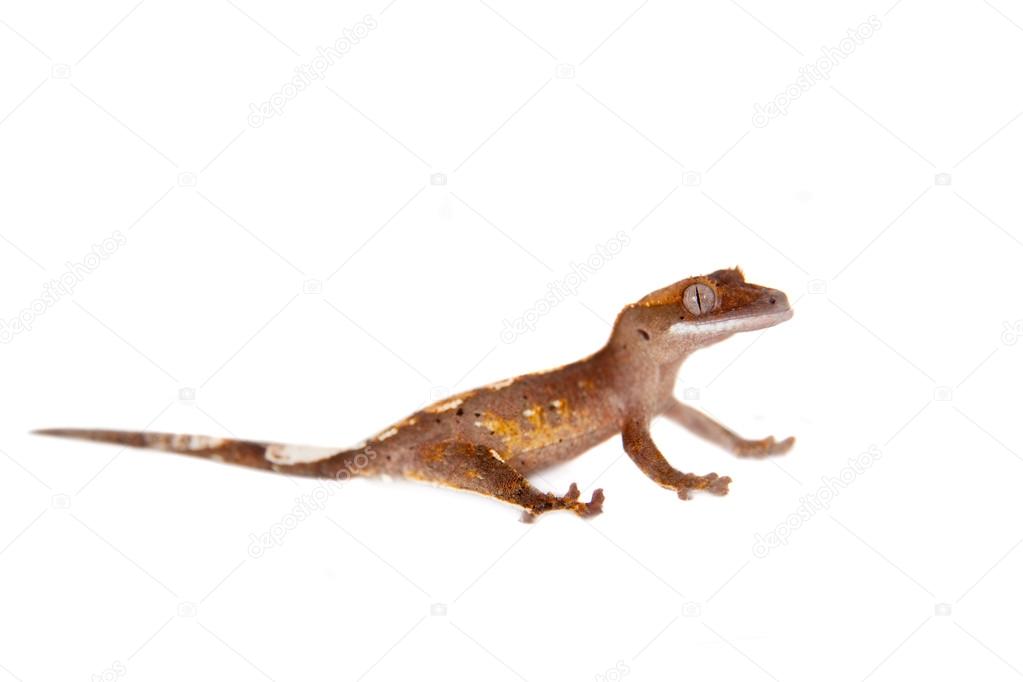  New Caledonian crested gecko on white