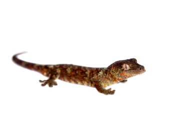 Yosunlu Yeni Kaledonya gecko beyaz izole
