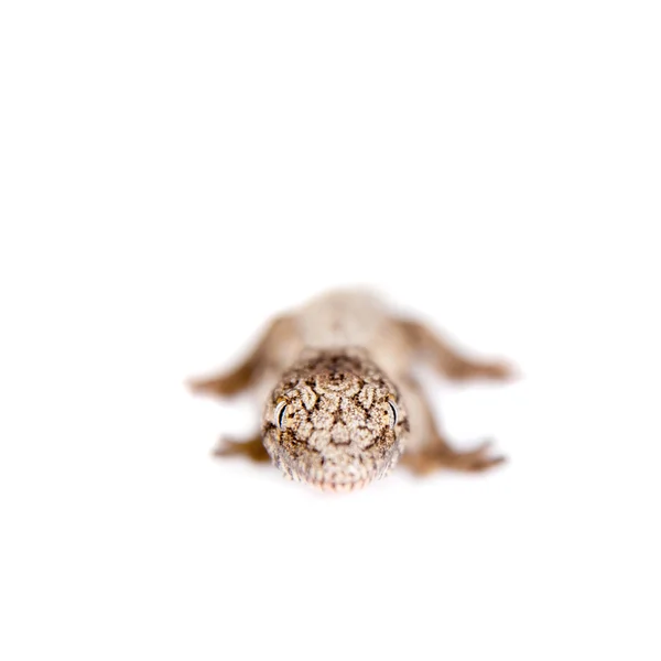 O gigante caledoniano Gecko em branco — Fotografia de Stock