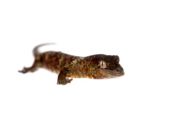 Новокаледонский геккон, изолированный на белом — стоковое фото