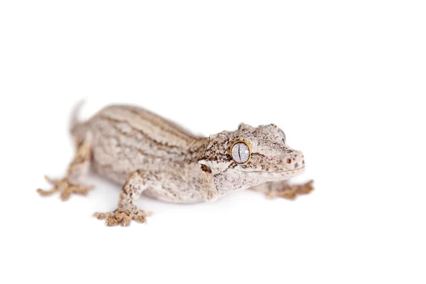 Gargulec, New Caledonian wyboista gecko na biały — Zdjęcie stockowe