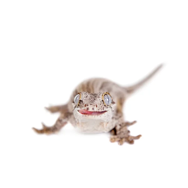 Der Wasserspeier, neuer kaledonischer holpriger Gecko auf weiß — Stockfoto