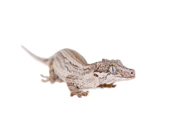 La gargouille, gecko bosselé de Nouvelle-Calédonie sur blanc — Photo